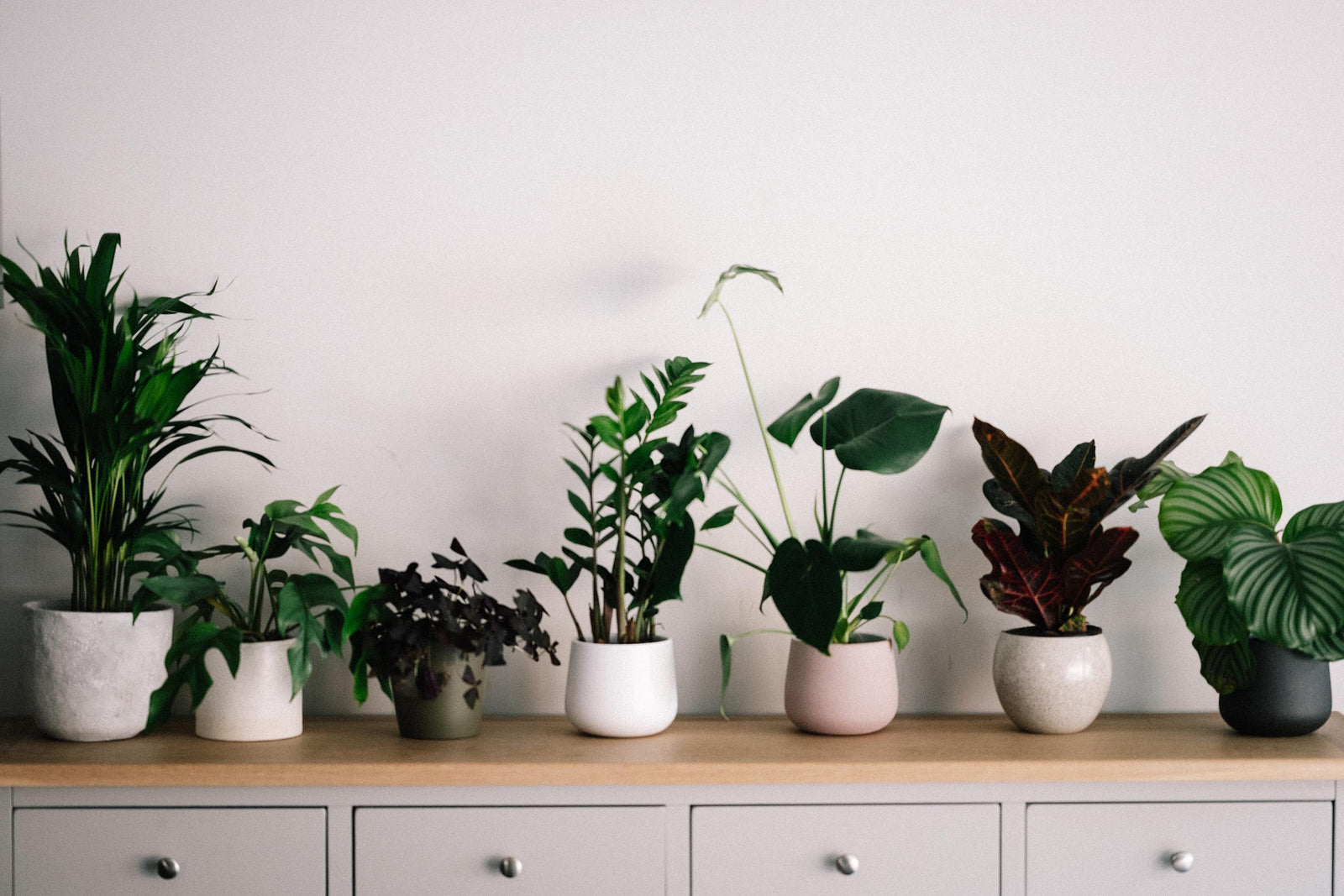 Indoor Plants vs Air Purifiers: Which is Better?